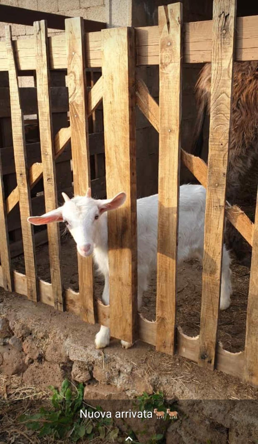 Azienda Agricola Affittacamere S'Ispinalba Di Laura Pitzolu Borore Buitenkant foto