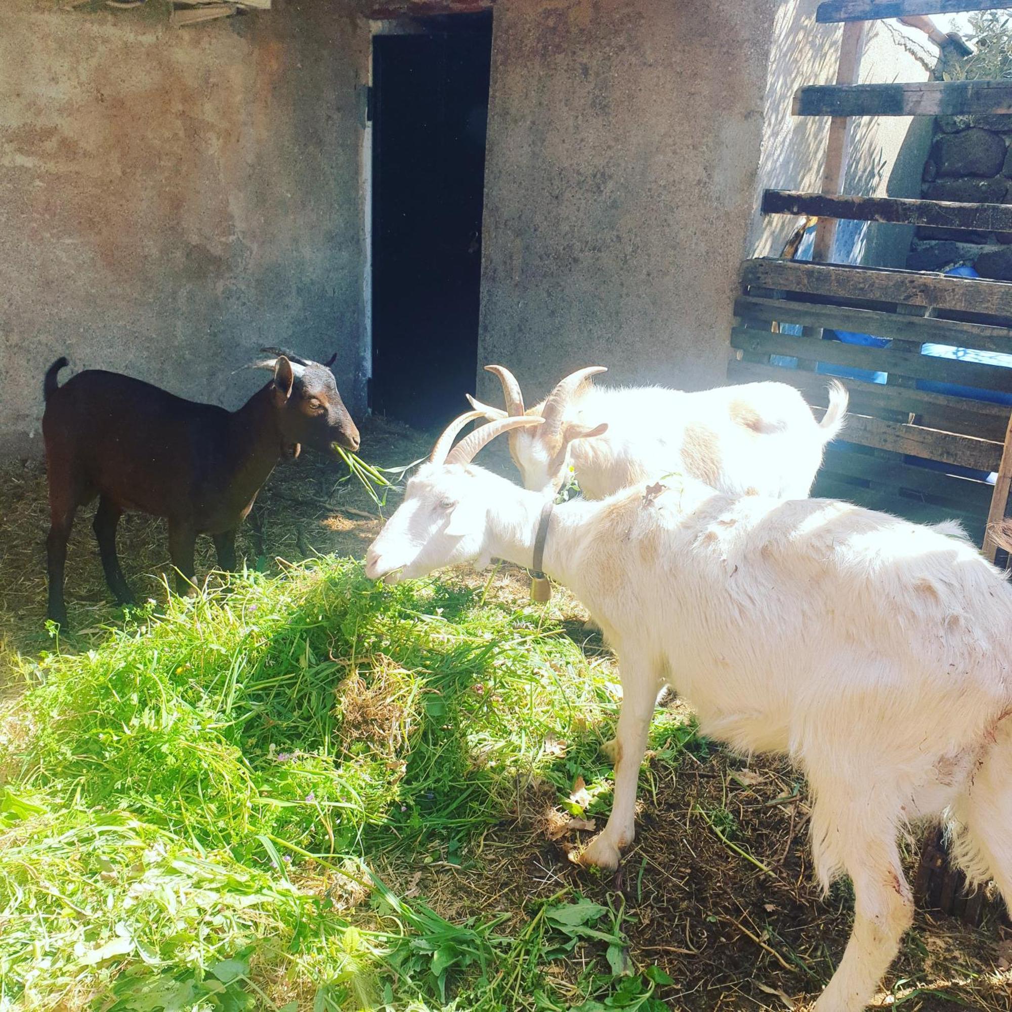 Azienda Agricola Affittacamere S'Ispinalba Di Laura Pitzolu Borore Buitenkant foto
